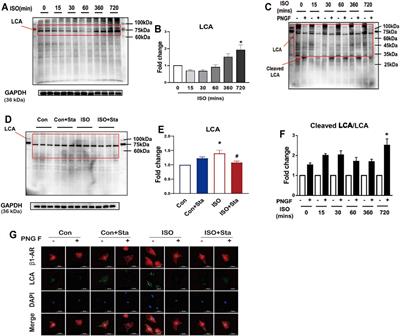 Stachytine Hydrochloride Improves Cardiac Function in Mice with ISO-Induced Heart Failure by Inhibiting the α-1,6-Fucosylation on N-Glycosylation of β1AR